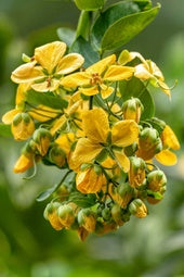 Amaltas