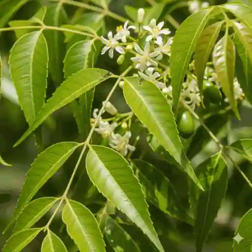 Neem