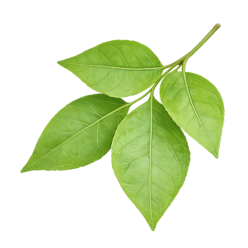 Bel Patra