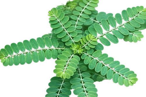 Bhu Amla