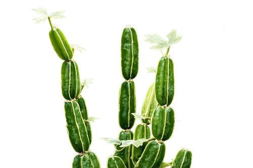 Cissus Quadrangularis