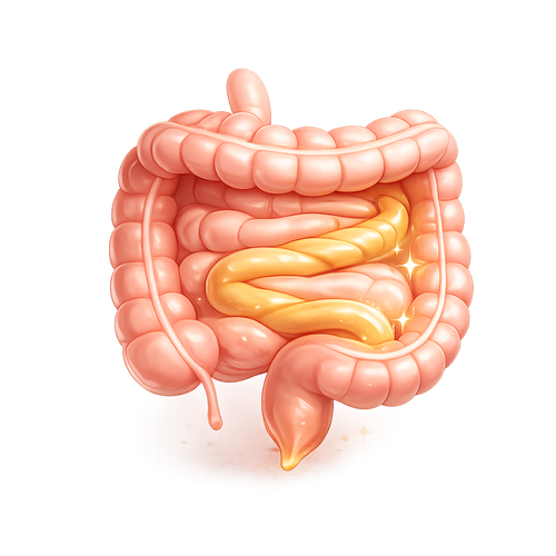 Healthy Digestion