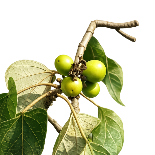 Gambhari