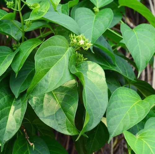 Gudmar