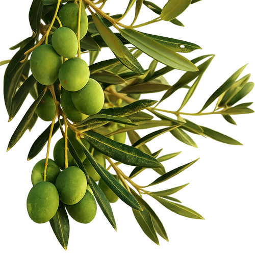 Jaitoon Oil