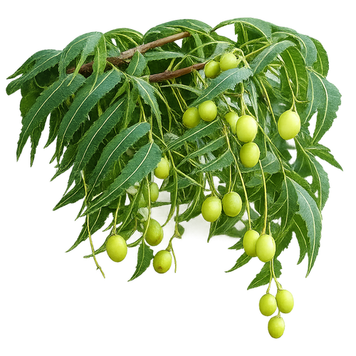 Neem