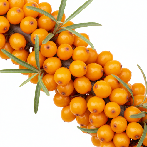 Sea Buckthorn