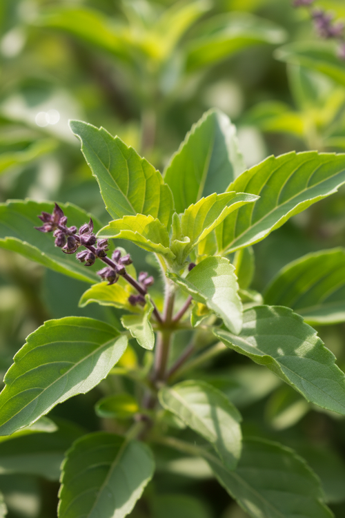 Tulsi